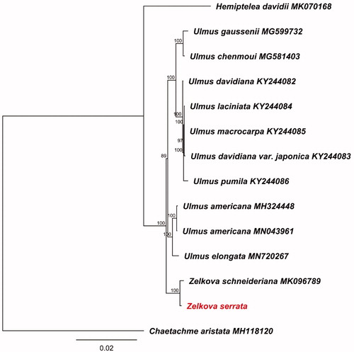 Figure 1. Maximum likelihood tree based on whole chloroplast genomes.