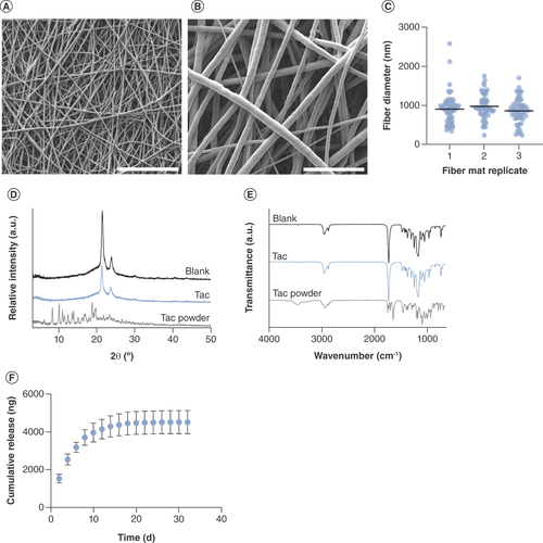 Figure 1. Characterization of randomly orientated tacrolimus-loaded fibers. Scanning electron microscope images of random tacrolimus-loaded poly-ε-caprolactone fibers, scale bar = 50 μm (A) and 10 μm (B). (C) Fiber diameter of three separate mats, mean ± SD. (D) x-ray diffraction plots and (E) FTIR spectra compared with blank fibers and tacrolimus powder. (F) Cumulative release of tacrolimus from nanofibers, mean of n = 3 ± SD.Blank: Poly-ε-caprolactone fibers; Tac: Tacrolimus-loaded poly-ε-caprolactone fibers.