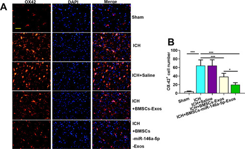 Figure 5 Effect of BMSCs-miR-146a-5p-Exos on microglial activation in the injured brain region of rats with ICH. (A) Representative images of cells immunostained for OX42. (B) The number of OX42-positive cells. The data are presented as the mean ± SD from six rats in each group, *p < 0.05, ***p < 0.001, scale bar=50 μm.