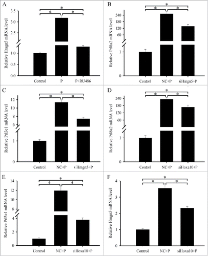 Figure 10. Hmgn5 acts downstream of Hoxa10 to mediate the effects of progesterone on the differentiation of uterine stromal cells. (A) Hmgn5 expression after uterine stromal cells were treated with progesterone or both progesterone and RU486. (B and C) Hmgn5 mediated the effects of progesterone on the expression of Prl8a2 and Prl3c1. After transfection with Hmgn5 siRNA and addition of progesterone, the expression of Prl8a2 and Prl3c1 was determined by real-time PCR. (D and E) Hoxa10 mediated the effects of progesterone on the expression of Prl8a2 and Prl3c1. (F) Effects of progesterone on the expression of Hmgn5 via Hoxa10.