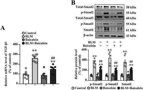 Figure 3. Baicalein mitigates BLM-induced TGF-β1/Smad signalling in lung tissue. (A) The mRNA expression levels of TGF-β1 in pulmonary tissues were examined using RT-qPCR. (B) The protein expression levels of p-Smad2, p-Smad3 and Smad4 in pulmonary tissues were examined using western blotting. Representative immunoblots and the corresponding histograms are presented. Data are presented as the mean ± SEM (n = 7). **p < 0.01 vs. control. ##p < 0.01 vs. BLM. BLM: bleomycin; TGF-β1: transforming growth factor-β1; Smad: mothers against decapentaplegic homolog; RT-qPCR: reverse transcription-quantitative PCR.