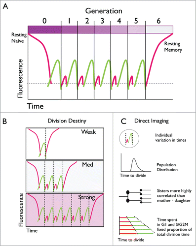 Figure 1. Tracking lymphocyte dynamics with Fucci reporters. (A) Lymphocytes are typically ‘resting’ allowing the G1 Fucci(red) fluorescence indicator to accumulate to high levels. If stimulated, cells initiate a series of division rounds where the time spent in G1 is short and red fluorescence weak. Cells return to a quiescent resting state and dilution of dye CTV (bar at the top) allows discrimination of resting memory from the naïve cells. (B) The number of division rounds T cells undergo varies depending on the strength and combination of signals received. (C) Direct time-lapse imaging reveals additional features of cell cycle control by lymphocytes.