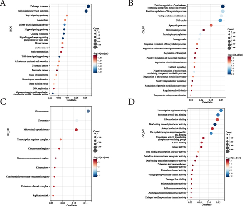 Figure 3 Gene Ontology (GO) and Kyoto Encyclopedia of Genes and Genomes (KEGG) pathway enrichment analysis of differentially expressed genes (DEGs). (A) Bubble chart shows KEGG-enriched items of DEGs. (B–D) Bubble charts show GO-enriched items of DEGs in three functional groups: biological processes (BP, B), cell composition (CC, C), and molecular function (MF, D). The x-axis labels represent gene ratios, and the y-axis labels represent GO terms. The size of the circle represents the gene count. Different colors of circles represent different adjusted P values.