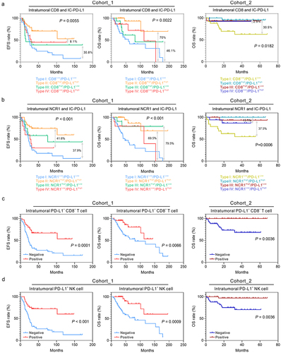 Figure 3. Expression levels of intratumoral CD8 and intratumoral NCR1 correlate with increased survival in NB patients regardless of immune cell-PD-L1 expression.