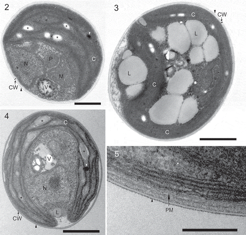 Figs 2–5. Pseudochloris wilhelmii, transmission electron micrographs of SAG 55.87. C, chloroplast; CW, cell wall; L, lipid droplet; M, mitochondrion; N, nucleus; P, peroxisome; PM, plasma membrane; V, vacuole. Black and white arrowheads indicate the outer trilaminar layer of the cell wall and plastoglobuli, respectively. Asterisks indicate starch grains. 2, 4. Vegetative cell. 3. Vegetative cell with lipid droplets. 5. A close-up from Fig. 4 showing the cell wall structure: note the outer trilaminar layer and the granulo-fibrillar inner layer covering the plasma membrane. Scale bars = 0.5 µm (Fig. 2), 1 µm (Figs 3, 4), and 0.2 μm (Fig. 5).