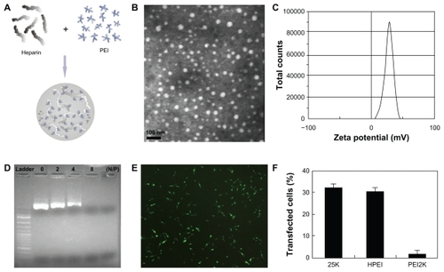 Figure 1 Preparation and characterization of HPEI nanoparticles. (A) Preparation scheme, (B) transmission electron microscopic image of HPEI nanoparticles, (C) zeta potential spectrum of HPEI nanoparticles, (D) the DNA-binding ability of HPEI nanoparticles determined by gel retardation assay, (E) fluorescent image of transfected C-26 cells, and (F) transfection efficiency determined by cytometry analysis.Abbreviation: HPEI, heparin-polyethyleneimine.