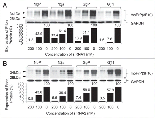 Figure 3 Downregulation of prion expression by different concentrations of siRNA1 or siRNA2. Cells were transfected with siRNA1 (A) or siRNA2 (B) and incubated for 48 h. The level of the expressed prion protein was determined by western blot (above) and evaluated by densitometry (below). Increasing concentrations of siRNA resulted in a gradual suppression of prion protein expression.