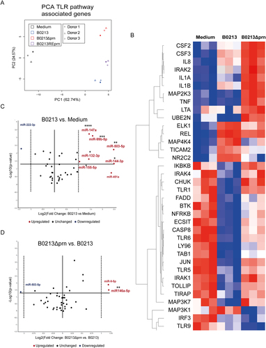 Fig. 3 moDC stimulation with B0213Δprn induces a differential gene expression profile compared to B0213 or B0213REprn stimulation.RNA was isolated 6 h post infection and gene expression of 84 different TLR-pathway associated genes was analysed by means of a a PCA. Moreover, b the heatmap shows the hierarchical clustering (Pearson’s correlation) of relative expression levels for differentially expressed genes between medium, B0213, and B0213Δprn stimulated moDC. Relative expression levels for each individual gene are presented as minimum (blue) and maximum (red). Rows represent gene expression profiles of individual samples, 6 h after stimulation. For all samples and all genes included in the TLR-qPCR array. The expression of various microRNAs by moDCs was determined comparing c parental strain B0213- with medium-stimulated moDCs as well as d B0213Δprn- with B0213-stimulated moDCs. Experiments were performed using at least three donors. * P ≤ 0.05, **P ≤ 0.01, *** P ≤ 0.001, ****P ≤ 0.0001