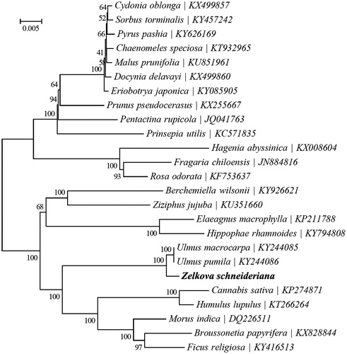 Figure 1. Maximum likelihood phylogenetic tree based on 25 complete chloroplast genome sequences.