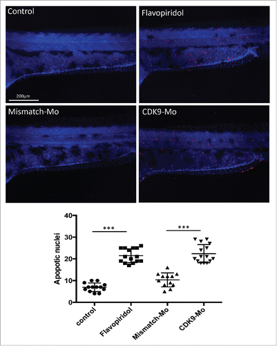 Figure 4. Effects of CDK9 inhibition on apoptotis. Lower panels – Terminal deoxynucleotidyl transferase dUTP nick end labeling (TUNEL) immunostaining. Zebrafish embryos (Wik, wild type strain) at 72 hpf injected with CDK9-targeting morpholino or continuouly exposed to Flavopiridol 3μM showed significant increase in the appearance of apoptotic bodies (number of TUNEL positive nuclei) compared to control, counted in the trunk region and reported in the scatter graph. At least n = 12 embryo per group; data were statistically analyzed by student t-test; *** = ≤0.001.