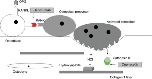Figure 2 New drug targets in RANK/RANKL/Osteoprotegerin signaling system. Odanacatib is an inhibitor of cathepsin K that prevents the osteoclast-secreted enzyme from breaking down collagen and other components of the bone matrix. Denosumab is a monoclonal antibody that targets the RANKL molecule, preventing its activation of the RANK receptor molecule on osteoclasts.