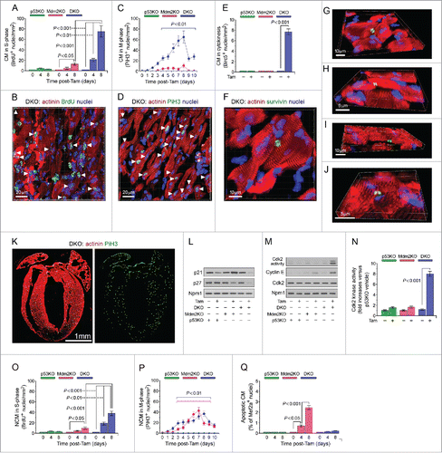 Figure 3. Co-deletion of p53 and Mdm2 triggers proliferation of adult cardiomyocytes in vivo. (A) Quantitative analysis of cardiomyocytes in S phase in p53KO, Mdm2KO and DKO mice at 4d and 8d post-Tam. The last day of Tam injection was arbitrarily set as 0 day. Data are means ± s.e.m. n = 6. (B) Confocal immunofluorescence microscopic analysis of S phase cardiomyocytes in DKO post-Tam. 5-Bromo-2’-deoxyuridine (BrdU) was intraperitoneally injected at 4d and 8d. Hearts were harvested at 4d and 8d post-Tam, and fixed tissue sections were subjected to immunostaining using anti-α-actinin (red) in conjunction with anti-BrdU to detect S phase nuclei, and DAPI to stain genomic DNA (blue). The same immunofluorescence analyses were performed for cardiac specimens from p53KO and Mdm2KO mice (data not shown). (C) Time course quantification of cardiomyocytes in M phase in p53KO, Mdm2KO and DKO mice post-Tam. Data are means ± s.e.m. n = 6. (D) Representative immunofluorescence micrograph of left ventricular sections in DKO mice at 8d post-Tam. Specimen were co-stained using antibodies recognizing Ser28 phosphorylated Histone H3 (Pi-H3) during M phase, and cardiomyocyte-specific sarcomeric actinin. The same immunofluorescence analyses were performed for p53KO and Mdm2KO LV sections (data not shown). (E) Induction of adult cardiomyocyte cytokinesis in the absence of p53KO and Mdm2KO in DKO mice at 8d post-Tam. Data are means ± s.e.m. n = 6. (F) Representative immunofluorescence micrograph of left ventricular tissue samples from DKO at 8d post-Tam using antibodies recognizing Birc5 (survivin) during cytokinesis. (G-J) 3D reconstitution of typical confocal micrographs show Birc5 (survivin) positive midbody structure (green) between 2 dividing daughter cardiomyocytes (red). Fixed DKO LV tissue sections were stained for indirect immunofluorescence microscopy analysis with antibody to α-actinin (red), antibody to Birc5 (green), and DAPI (blue) for nuclear DNA at 8d post-Tam. (K) Depiction of the distribution of Pi-H3 positive cardiomyocytes (red circles) throughout the myocardium of DKO mice at 8d post-Tam as analyzed by wide field immunofluorescence micrographs of a representative longitudinal cardiac-section using cardiomyocyte-specific antibodies to α-actinin (red) and Pi-H3 (green; middle panel). (L) Expression levels of cyclin/cyclin-dependent kinase inhibitors (Cdki) p21 and p27 in p53KO, Mdm2KO and DKO hearts in the presence and absence of Tam. Levels of endogenously expressed Cdki proteins in total LV heart tissue samples (60 mg/lane) were analyzed by immunoblotting using antibodies specific to p21 and p27. For normalization, Western blots were probed with anti-nucleophosmin (Npm1) antibody. One result of 3 independent experiments is shown. (M) Cdk2 activities in LV extracts of p53KO, Mdm2KO and DKO hearts were determined using histone H1 as substrate. Histone phosphorylation in the kinase reaction was analyzed by immunoblotting using anti-phospho-threonine antibodies. One result of 3 independent experiments is shown. (N) Quantitative analysis of Cdk2 kinase activities. Activation of Cdk2 through downregulation of inhibitory p21 and p27 is essential for cardiomyocyte proliferation. Data are means ± s.e.m, n = 3. (O) Quantitative analysis of non-cardiomyocytes (NCM) in S phase in p53KO, Mdm2KO and DKO hearts at 4d and 8d post-Tam. Left ventricular sections of p53KO, Mdm2KO and DKO mice exposed to Tam were analyzed for BrdU positive, DAPI positive and α-actinin negative S phase cells. Data are means ± s.e.m. n = 6. (P) Time course quantification of NCM in M phase. Left ventricular sections were co-stained for indirect immunofluorescence microscopy using antibodies recognizing Ser28 phosphorylated Histone H3 (Pi-H3) during M phase. Only Pi-H3 positive, DAPI positive and α-actinin negative cells were counted. Data are means ± s.e.m. n = 6. (Q) Acute deletion of Mdm2 triggers apoptosis. Analysis of apoptosis was performed by TUNEL immunofluorescence microscopy of fixed left ventricular sections derived from p53KO, Mdm2KO and DKO at 4d and 8d post-Tam. Data are means ± s.e.m. n = 4.