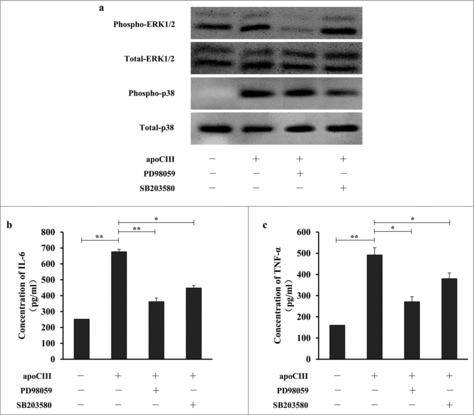 Figure 7. ApoCIII induces pro-inflammatory cytokines expression is regulated by ERK1/2 and p38 MAPK pathways. Vascular endothelial cells were pretreated with PD98059 and SB203580 for 1h prior to incubation of ApoCIII for 16h. (a) The levels of ERK1/2, p38 MAPK and their phosphorylated counterparts were determined by western blotting (n = 3). (b-c) ELISA was used to determine the levels of IL-6 and TNF-α (n = 3). Error bars represent mean± s.e.m. *P < 0.05, **P < 0.01.