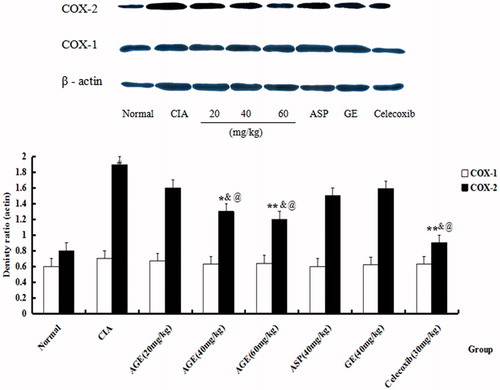 Figure 7. Effects of AGE on expression of COX-1, COX-2 and β-actin in CIA rats. The protein expression of COX-1, COX-2 and β-actin of PBL in CIA rats were estimated on day 24 after immunization. It was found that the reducing expression of COX-2 was heightened in CIA rats when compared with normal group. #p < 0.05 versus normal control group. *p < 0.05 versus CIA model group, **p < 0.01 versus CIA model group, @p < 0.05 versus ASP group, &p < 0.05 versus GE group.