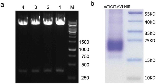 Figure 4. The agarose gel electrophoresis analysis of plasmid of pCD-TIGIT-Avi-His and SDS–PAGE analysis of expressed protein TIGIT.(a) The pCD-TIGIT-Avi-His plasmid was digested with BamHI and KpnI to detect the crystal structure of TIGIT where IgV-like (321 bp) was cloned into the vector. About 1.2% agarose gel electrophoresis was used. M indicated DNA Ladder, lanes 1, 2, 3, and 4 displayed the bands around 320 bp. (b) About 10% SDS–PAGE of eukaryotic expression of TIGIT-Avi-His protein, which showed the band size around 20–25KD.