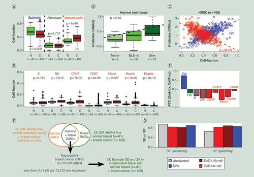 Figure 6.  Applications of hierarchical EpiDISH to epithelial cancer. (A) Variation in the epithelial, fibroblast and total immune cell (IC) fraction (y-axis), as estimated using hierarchical EpiDISH (HEpiDISH), between normal oral tissue (N) and head and neck cancer (C). p-values are from a two-tailed Wilcoxon rank sum test. (B) Validation of a DNAm-based smoking index in the normal oral tissue. p-value is from a linear regression. (C) Correlation and anticorrelation of the same smoking index (y-axis) with the epithelial and total IC fractions (x-axis), respectively, as evaluated across the 405 HNSC. p-values are from a linear regression. (D) as (A), but now for the IC subtype fractions as estimated using HEpiDISH. (E) PCCs between the DNAm-based smoking index and the individual cell-type fractions, as evaluated across the 405 HNSCs. (F) Outline of the strategy used to construct a gold standard list of breast cancer differentially methylated CpGs (DMCs). Briefly, two separate lists of DMCs are derived by comparing breast cancer cell lines to normal breast epithelial lines, and comparing breast cancer tissue to normal breast tissue. By taking the overlap of these two, we obtain a high-confidence set of breast cancer DMCs occurring in the epithelial compartment of the breast. The sensitivity and specificity of an algorithm to detect DMCs independent of changes in cell-type composition can then be estimated using an independent breast cancer tissue dataset. (G) The sensitivity and specificity of four different DMC identification methods: unadjusted analysis, using EpiDISH-estimated cell-type fractions of four main cell types (epithelial, adipose, fibroblast and IC) as dependent covariates, using HEpiDISH-estimated cell-type fractions of ten cell types (epithelial, adipose, fibroblast, neutrophils, monocytes, eosinophils, CD4+ T cells, CD8+ T cells, NK cells and B cells) as dependent covariates, and using SVA.DMC: Differentially methylated CpG; DNAm: DNA methylation; HNSC: Head and neck squamous cell carcinoma; NK: Natural killer; PCC: Pearson correlation coefficient; SE: Sensitivity; SP: Specificity; SVA: Surrogate variable analysis.