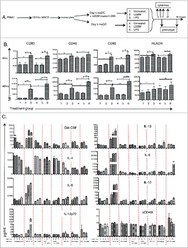 Figure 4. For figure legend, see next page. Figure 4 (See previous page). Combination LDB+Mapa treatment does not directly alter MoDC maturation or cytokine secretion. MoDCs were cultured with U266 myeloma cells and the effect of subsequent LDB+Mapa treatment on MoDC maturation compared to MoDCs activated with LPS. MoDCs were harvested at 4 and 24 h post drug or LPS treatment (as depicted in A) and assessed for the changes in the MoDC maturation markers CD80, CD40, CD83 and HLADR (B). Data show is protein expression assessed by FACS in mean fluorescence intensity (MFI). This is pooled data of therapy responses from three separate normal donor MoDC cultures. A statistically significant difference between test and control groups is represented by * (p < 0.05), **(p < 0.01), ***(p < 0.001). In addition, in C culture supernatant was collected from the co-cultures at 4, 8 and 24 h and cytokine levels (IL-12p70, IL-8, IL-4, GM-CSF, IL-1β, IL-6, IL-10 and sCD40 ligand) assessed by Luminex assay. In these co-culture conditions, ‘tr’ refers to cells treated with LDB+Mapa. Data is from triplicate wells of a single experiment, representative of two experiments.