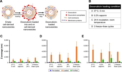 Figure 2 (A) Schematic representations of doxorubicin loading onto and in cell-derived nanovesicles (CDNs) leading to increase in sizes and finally doxorubicin-loaded CDNs after cleaning. (B) Various doxorubicin loading conditions investigated. Size aggregation of CDNs with different doxorubicin loading methods in (C) 100 μg/mL of doxorubicin, (D) 200 μg/mL of doxorubicin, and (E) 500 μg/mL of doxorubicin.Abbreviation: RT, room temperature.