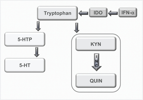 Figure 1 Tyrptophan–Kynurenine pathway. Diagram showing the alteration of tryptophan metabolism by IFN-α. Tryptophan is normally converted in 5-hydroxy tryptophan (5-HTP) and serotonin (5-HT). However, this metabolism is switched to the KYN pathway by IDO, which is induced by immune stimuli such as IFN-α, and it is this pathway that produced the neurotoxin quinolinic acid (QUIN). Copyright © 2002, Elsevier. Adapted with permission from Konsman JP, Parnet P, Dantzer R. Cytokine-induced sickness behaviour: mechanisms and implications. Trends Neurosci. 2002;25(3):154–159.
