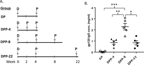 Figure 4. (A) Immununization designs to study the impact of vaccination intervals for various prime-protein boost regimens (N = 5 per group). (B) Mouse serum gp120-specific antibody concentration was measured by ELISA. The statistical significance between different vaccination regimens is indicated, * as p < 0.05, ** as p < 0.01 and *** as p < 0.001, respectively.