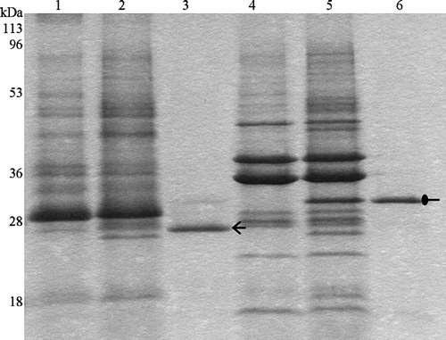 Figure 2.  Heat modifiability of purified Tshβ. Purified Tshβ and outer membranes were heated for 5 min at either 100°C or 42°C in the presence of SDS loading buffer and then cooled down for 5 min on ice. Samples were loaded immediately and resolved on 12% SDS-PAGE. Protein bands were visualized by overnight Coomassie staining. Lanes: 1, outer membranes of XL1-Blue/pWSK30 heated to 42°C; 2, outer membranes of XL1-Blue/pTsh-ΔN2 heated to 42°C; 3, purified Tshβ heated to 42°C; 4, outer membranes of XL1-Blue/pWSK30 heated to 100°C; 5, outer membranes of XL1-Blue/pTsh-ΔN2 heated to 100°C; 6, purified Tshβ heated to 100°C. Oval arrow indicates the unfolded Tshβ and open arrow indicates the folded Tshβ.