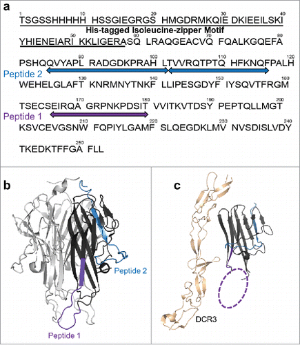 Figure 3. HDX revealed two major epitope regions of mAb1, peptide 1 and peptide 2. (a) Epitope mapped onto the TL1A protein sequence. The TL1A construct is composed of the His-tagged isoleucine-zipper motif followed by the extracellular domain; (b) TL1A trimer crystal structure (PDB code: 2RE9); and (c) TL1A/DcR3 crystal structure (PDB code: 3K51).