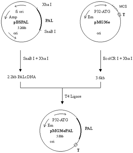 Figure 2. Construction of pMG36e PAL.