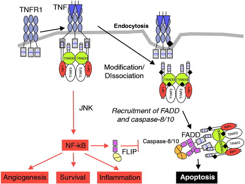 Figure 1. TNFRSF1a signal transduction. Activation of TNFRSF1a results in NF-κB activation and ultimately inflammation, angiogenesis, and cell survival. The apoptotic pathway is suppressed by FLIP. A decrease in NF-κB activation results in reduction of FLIP, which then favors signaling through the dissociated intracellular DD complex, resulting in caspase-dependent apoptosis. DD = death domain; FADD = Fas-associated death domain; FLIP = FADD-like IL-1β–converting enzyme; JNK = Jun kinase; NF-κB = nuclear factor kappa B; TNF = tumor necrosis factor; TNFRSF1a = TNF receptor superfamily 1a; TRADD =  TNF receptor–associated death domain; TRAF = TNF receptor–associated factor. Reprinted (with modification) from: Micheau O, Tschopp J. Induction of TNF receptor I-mediated apoptosis via two sequential signaling complexes. Cell 2003;114:188 © 2003 with permission from Elsevier.