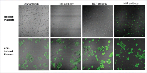 Figure 2. Confocal microscopic images of binding of selected scFv antibodies (50µg/ml), against resting platelets, as well as ADP-activated platelets.
