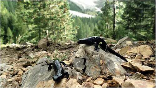 Figure 1. The alpine salamander, Salamandra atra, a fully terrestrial and completely black amphibian, endemic of the Central and Eastern Alps and Dinaric Alps.