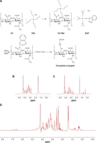 Figure 1 Synthesis and 1H-NMR spectra of CS-ES2-AF. (A) Synthetic route of CS-ES2-AF. 1H-NMR spectra of (B) CS, (C) CS-TBA, and (D) CS-ES2-AF.Abbreviations: CS, chondroitin sulfate; 1H-NMR, 1H-nuclear magnetic resonance spectroscopy.