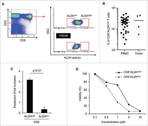 Figure 1. CD8+ALDHhigh T cells in PBMC contained a population with the characteristics of drug resistance and responsibility for TCR stimulation. (A) PBMC demonstrated ALDH activity. FACS analysis of ALDH1 expression in cells and the DEAB control. (B) Proportions of CD8+ALDHhigh T cells in PBMC (n = 33) and tonsils (n = 4). Each point represents data from an individual healthy donor and patient, and bars represent mean. (C) Expansion (measured as fold increases) of ALDHhigh and ALDHlow cells in CD8+ T cells activated with bCD3/CD28 and cultured with IL-7 and IL-15 at days 6–7. Data represented mean ± SD of three independent experiments. Statistically significant differences were determined with the Mann–Whitney U test. (D) CD8+ALDHhigh T cells were resistant to adriamycin in vitro. CD8+ALDHhigh/low cells were cultured in the presence of serially diluted adriamycin and labeled with Annexin V.