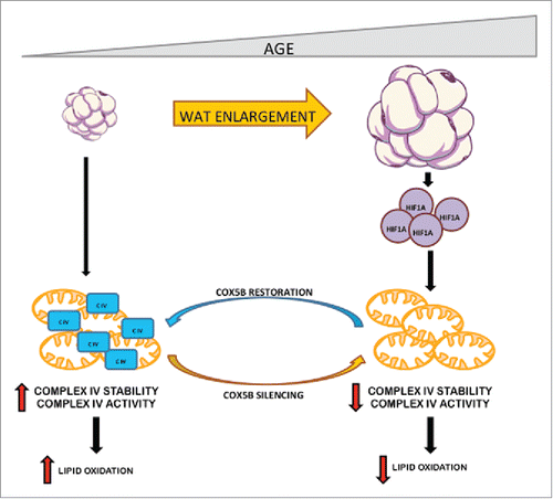 Figure 1. Role of HIF1α-CIV pathway in age-dependent WAT expansion. White adipocyte enlargement is initiated in early phases during aging. During age-dependent WAT expansion HIF1α is stabilized and promotes CIV dysfunction (CIV) (decreased activity and stability). Adipocytes with a dysfunctional CIV are less oxidative and, therefore, accumulate more lipids allowing further WAT expansion. Age-dependent CIV dysfunction can be alleviated by the ectopic overexpression of the nuclear encoded CIV subunit COX5B in aging mice. Conversely, silencing this CIV subunit in young adipocytes promotes adipocyte enlargement.