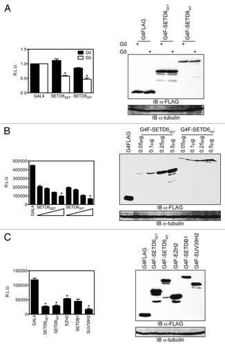 Figure 3. SETD6 is a transcriptional regulator. (A) HEK293 cells were seeded at a density of 100,000 cells per well of a 12-well plate and transfected the following day with 0.75μg of either pGL3 SV40luc (GAL4-unresponsive, i.e., G0) or pGL3 G5SV40luc (GAL4-responsive, i.e., G5) and 0.25μg GAL4DBD, GAL4-SETD6SET, or GAL4-SETD6WT. Values are expressed as relative luciferase units (R.L.U.) as measured 30 h post-transfection and error bars originate from the standard error of the mean from a representative experiment with each sample in quadruplets. *P values < 0.04. (B) As in panel A, but increasing amount (0.05 μg, 0.1 μg, 0.25 μg, and 0.5 μg) of GAL4-SETD6SET or GAL4-SETD6WT were transfected along with 0.5 μg reporter. *P values < 0.03 between the 0.0 5μg and 0.5 μg samples. (C) The indicated GAL4-tagged KMTs (0.25 μg) were transfected along with the G5SV40luc reporter (0.75 μg). *P values < 0.001. The expression level of each GAL4/FLAG-tagged constructs was assessed by denaturing PAGE of protein extracts followed by immunoblotting using the HRP-conjugated α-FLAG M2 or α-tubulin antibodies.