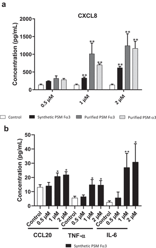 Figure 4. PSMs from S. aureus induced cytokine and chemokine production in keratinocytes at 24 h post-stimulation. Keratinocytes were exposed to synthetic and purified PSM Fα3 and purified PSM α3 for 24 h. CXCL8 (a), CCL20, TNF-α and IL-6 (b) concentrations was assessed in culture supernatants. Data are represented as mean + SEM of at least three independent experiments. *p < 0.05, **p < 0.01