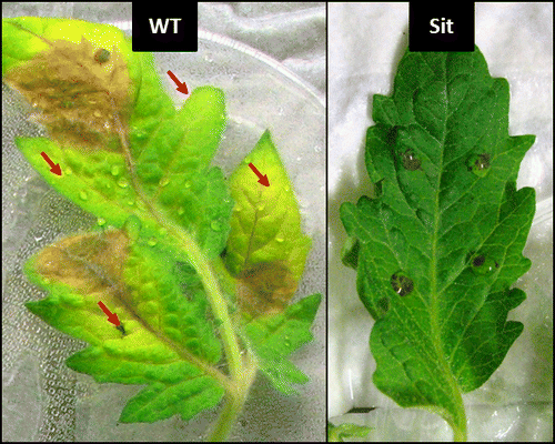 Figure 1. Induction of senescence in non-inoculated areas (red arrows) of an infected wild-type (WT) leaf, compared with an inoculated leaf of the sitiens (Sit) mutant at 72 hpi. Fifth or sixth leaves of 5-wk-old plants (7 leaf stage) were inoculated according to Curvers et al. (2010)Citation11 by carefully placing 4 droplets (per leaflet) containing 10-µL of conidial suspension (5 × 105 spores mL−1 in 0.01 M KH2PO4 and 6.67 mM Glucose) on the adaxial leaf surface. Inoculated leaves were placed in enclosed trays to retain high relative humidity and incubated at 22 °C under continuous dark conditions.