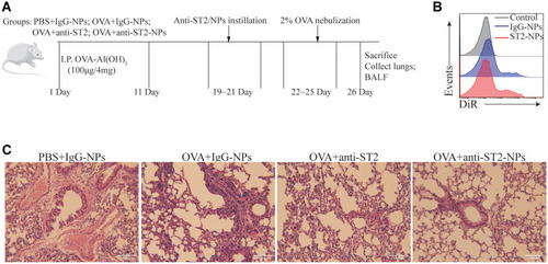 Figure 1 Airway inflammation was alleviated by anti-ST2-NPs. (A) On the basis of establishing asthma model, the mice were treated with anti-ST2 and anti-ST2-NPs, respectively. (B) Flow cytometry evaluated the expression of DiR in lung. (C) Lung tissue sections of different groups of mice were stained with H&E.