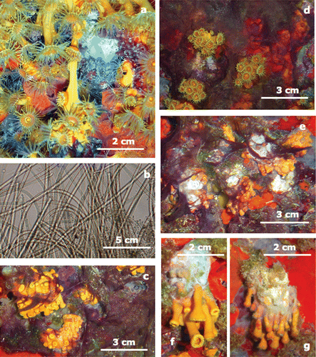 Figure 2. Different phases of the disease ofParazoanthus axinellae. a, Dropping polyps. b, Detail of the algal mats. c,d, Algal mat covering some polyps. e, White fungus hyphae developing on diseased polyps. f,g, Dead polyps just before detachment from the cliff.