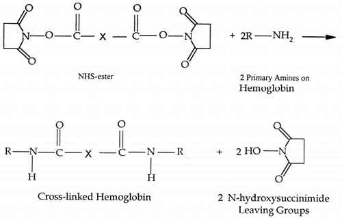 Reaction 1. Chemical reaction of hemoglobin with the NHS-ester cross-linker.
