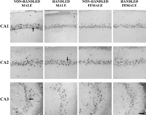 Figure 3 Photomicrographs of MR immunopositive cells in the CA1, CA2 and CA3 areas of the hippocampus of male, female, handled and non-handled rats immediately after the memory trial in the Morris water maze. These rats (Experiment I) were exposed to stress before training, which occurred 24 h earlier. The arrows point to cells with nuclear MR immunostaining, representative of those included in the quantification. The scale bar corresponds to 60 μm.