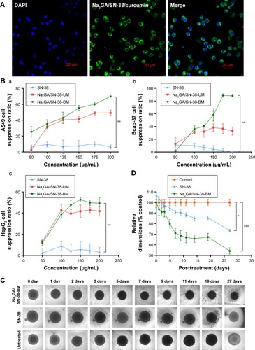 Figure 3 (A) Cell uptake of Na2GA/SN-38-BM/Curcumin. Nucleus was stained with DAPI. Images were taken from the DAPI channel (blue), Na2GA/SN-38-BM/Curcumin channel (green), and the overlapped image. (B) In vitro cytotoxicity of SN-38, Na2GA/SN-38-UM and Na2GA/SN-38-BM. (a) suppression ratio on A549 cells, (b) suppression ratio on Bcap-37 cells, (c) suppression ratio on HepG2 cells (n=3). (C) Image-based quantification of the relative average diameter of untreated and treated cells spheroids, The image of multicellular tumor spheroids. (D) Data represent the average of n≥20 cell spheroid (±SEM). *P<0.05, **P<0.01, and ***P<0.001, compared with untreated group.Abbreviations: Na2GA, disodium glycyrrhizin; Na2GA/SN-38-UM, untreated mixture of Na2GA and SN-38; Na2GA/SN-38-BM, amorphous solid dispersion of SN-38 with Na2GA) was prepared by mechanical ball milling; SN-38, 7-ethyl- 10-hydroxycamptothecin.