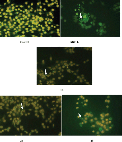 Figure 5.  Cellular and nuclear morphological changes of C6 cells following exposure to various concentrations of compound 1, 2, 4 and mitoxantrone for 24 h. (1b 50 µg/mL; 2b 45 µg/mL 4b 216 µg/mL; Mito b 11 µg/mL). Cells were distinguished according to the fluorescence emission and the morphological aspect of chromatin condensation in the stained nuclei. Viable cells have uniform bright green nuclei with organized structure. Early apoptotic cells have green nuclei, but perinuclear chromatin condensation is visible as bright green patches or fragments. White arrows indicate apoptotic cells.
