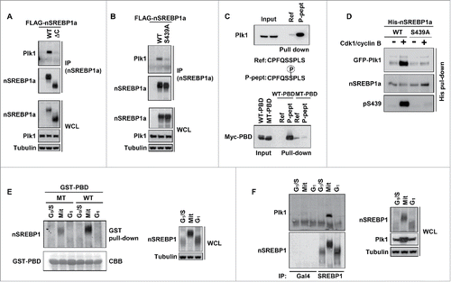 Figure 1. Plk1 interacts with nuclear SREBP1 during mitosis. (A) HEK293 cells were transfected with FLAG-tagged nuclear SREBP1a (nSREBP1a), either wild-type (WT, amino acids 1–490) or the ΔC mutant (amino acids 1–417), lacking the entire C-terminal domain of nSREBP1a. Cell lysates were inmunoprecipitated with anti-FLAG antibodies. The amounts of immunoprecipitated Plk1 and nSREBP1a, and the levels of nSREBP1a and Plk1 in whole-cell lysates (WCL) were determined by Western blotting, with α-tubulin serving as a loading control. (B) HEK293 cells were transfected with FLAG-nSREBP1a, either WT or the S439A mutant. Cell lysates were immunoprecipitated with anti-FLAG antibodies. The amounts of immunocrecipitated Plk1 and nSREBP1a, and the levels of nSREBP1a, Plk1 and α-tubulin in cell lysates were determined by Western blotting. (C) Cell lysates from HeLa cells were used in peptide pull-down assays, using 2 peptides corresponding to residues 436–442 of human SREBP1a, either non-phosphorylated (Ref) or the same peptide phosphorylated on S439 (P-pept) (upper panel). Myc-PBD, either WT or a binding-deficient mutant (MT), was expressed in HEK293 cells, and the cell lysates were used in peptide pull-down assays, using the same 2 peptides as those described above (lower panel). The bound proteins were subjected to SDS/PAGE and Western blotting using 20% of input as control. (D) Recombinant nSREBP1a, either WT or the S439A mutant, was used in in vitro kinase assays in the absence or presence of recombinant Cdk1/cyclin B. The phosphorylated proteins were mixed with lysates of HEK293 cells expressing GFP-Plk1. The His-tagged nSREBP1a proteins were captured on NiTA-agarose, washed and resolved by SDS/PAGE, followed by Western blotting. The phosphorylation of S439 in nSREBP1a was monitored with a phosphorylation-specific antibody (pS439). (E) HeLa cells were synchronized at the G1/S transition by a double-thymidine protocol. Cells were collected after the second thymidine block (G1/S) or 14 h after the release into either nocodazole-containing media (Mit) or normal media (G1). Cell lysates were incubated with recombinant GST-PBD, either WT or binding-deficient mutant (MT), in the presence of glutathione beads. The amount of nSREBP1 associated with the glutathione beads was determined by Western blotting (left panel). The GST-PBD proteins were detected by coomassie brilliant blue staining (CBB). The levels of nSREBP1 and α-tubulin in cell lysates were determined by Western blotting (right panel) (F) HeLa cells were synchronized at the G1/S transition by a double-thymidine protocol. Cells were collected after the second thymidine block (G1/S) or 14 h after the release into either nocodazole-containing media (Mit) or normal media (G1). Cell lysates were immunoprecipitated with either a control antibody (Gal4, lanes 1–3) or SREBP1 antibody (lanes 4–6). The amounts of immunoprecipitated Plk1 and nSREBP1 were determined by Western blotting (left panel). The levels of nSREBP1, Plk1 and α-tubulin in cell lysates were determined by Western blotting (right panel).