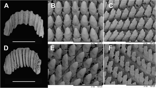 Figure 20. Scanning electron micrographs showing jaws, central and lateral parts of radula. A-C, Figuladra bayensis QMMO86659, Mt Biggenden, SEQ; D-F, Euryladra mattea QMMO86640, Arcadia Valley, SCQ. Scale bars = 100 um.