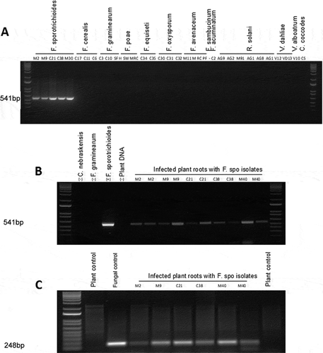 Fig. 4 (a) Specificity of the primer set SPO1 with gDNA isolated from pure fungal cultures listed in Table 2. (b) Specificity of SPO1 with gDNA isolated from artificially inoculated soybean roots using the five isolates of F. sporotrichioides. (c) Detection of trichothecene gene expression in infected roots using RT-PCR