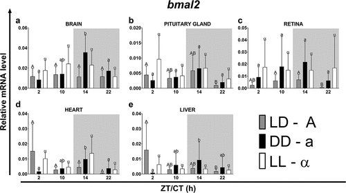 Figure 7. Diurnal changes in the expression of the bmal2 in various organs of common carp. Relative levels of bmal2 mRNA at different time points in the brain (a), pituitary gland (b), retina (c), heart (d) and liver (e) of fish kept under LD (12L:12D, gray bars), DD (0L:24D, black bars) and LL (24L:0D, white bars) light regimes. Data obtained from RT-qPCR analysis are shown as mean ± SEM (n = 8). The 40S ribosomal protein s11 gene served as the reference housekeeping gene. When significant (Kruskal-Wallis test or one-way ANOVA, p < .05), differences between time points are indicated by different letters (A, B, C for LD; a, b, c for DD and α, β for LL).