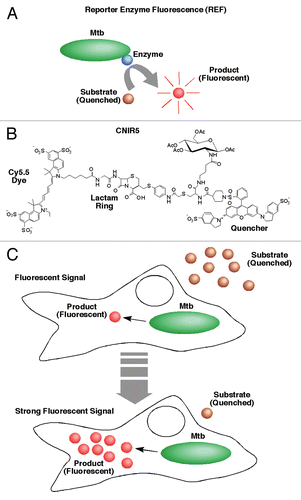 Figure 1 Description of the reporter enzyme fluorescence (REF) approach to imaging bacterial infections. (A) The reaction that generates RE F signal is catalyzed by a bacterial enzyme, preferably naturally produced. In this case, the bacteria is Mycobacterium tuberculosis (Mtb) and the enzyme is β-lactamase. A custom substrate is used that either is based on fluorescence resonance energy transfer (FRET) quenching of the fluorophore or uses a structure that is not fluorescent until cleavage. (B) The structure of CNIR5, one of the primary substrates used successfully for REF. The β-lactam ring indicated is cleaved by β-lactamase and separates the fluorescent dye, in this case Cy5.5, from the quencher (QSY22) that absorbs light at the Cy5.5 wavelength of emission (∼690 nm). Modifications that impact catalytic activity and specificity can include changes to any component of this structure, but those substitutions surrounding the β-lactam ring have the greatest impact. (C) Proposed model that outlines the high sensitivity of REF. The substrate (CNIR5) is cleaved to a product by intracellular Mtb. The product (Cy5.5) is retained within the host cell and builds up to very high levels until substrate is no longer available.