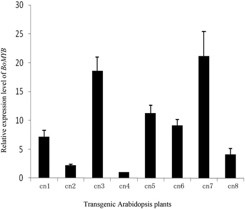 Figure 5. Expression level of BoMYB in transgenic Arabidopsis thaliana. Cn1, cn2, cn3, cn4, cn5, cn6, cn7, and cn8: different transgenic Arabidopsis plants, respectively.