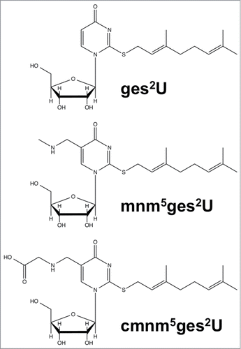 Figure 1. Structures of geranylated uridines: geranylated 2-thiouridine (ges2U), geranylated 5-methylaminomethyl-2-thiouridine (mnm5ges2U), and geranylated 5-carboxymethylaminomethyl-2-thiouridine (cmnm5ges2U).