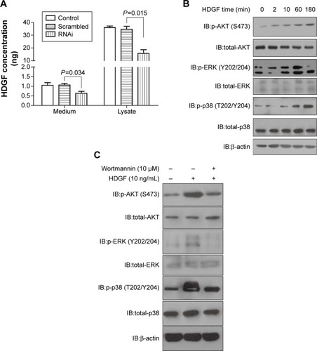 Figure 4 HDGF could stimulate AKT and MAPK signaling pathway.